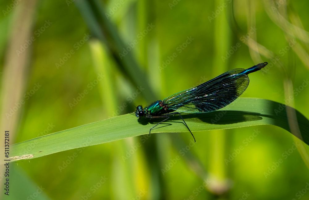 Waterjuffer Waterloopbos Waterjuffer Waterloopbos