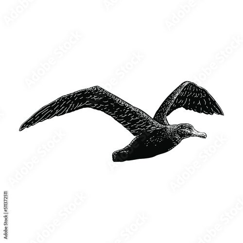 Wandering Albatross hand drawing vector illustration isolated on background photo