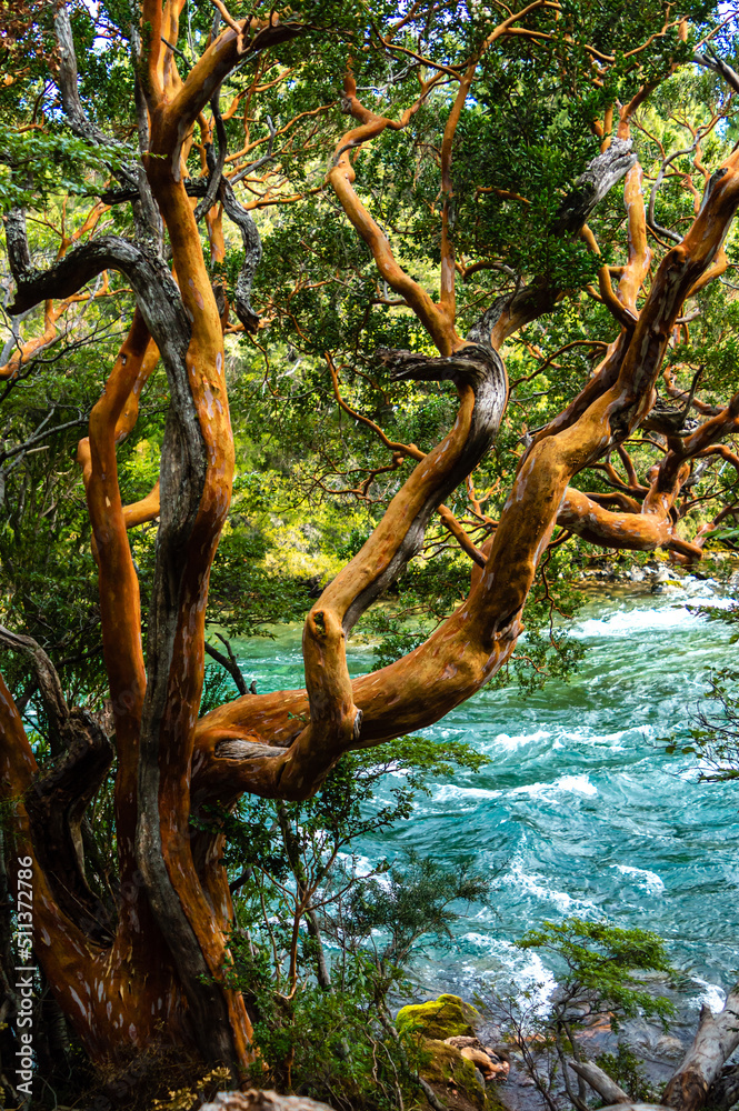 Beautiful Arrayan tree on the coast of a river. Los Alerces National Park, Argentina