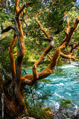 Beautiful Arrayan tree on the coast of a river. Los Alerces National Park, Argentina