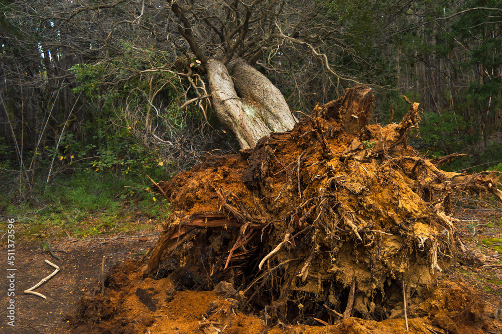 Tree fallen from the root in a forest