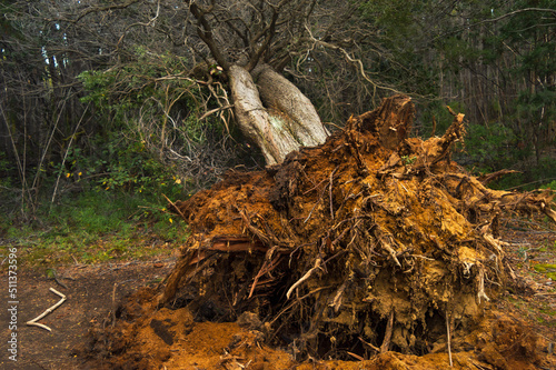 Obraz na płótnie Tree fallen from the root in a forest w salonie