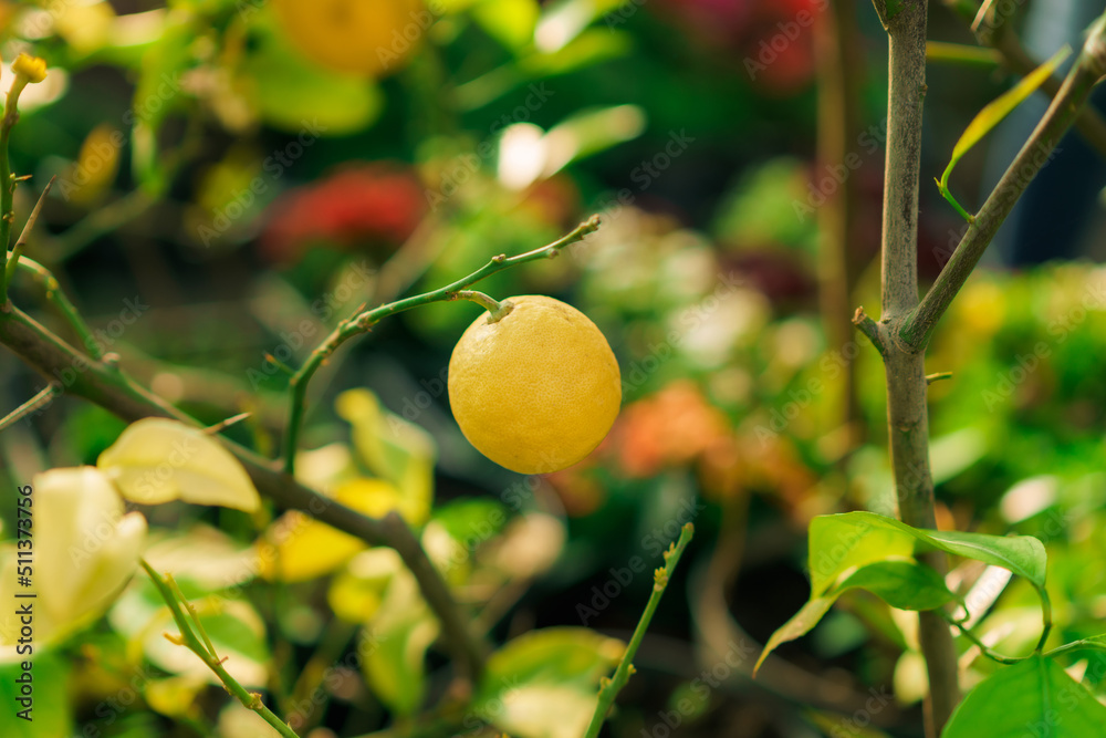 Fresh organic lemon on the tree in greenhouse.
