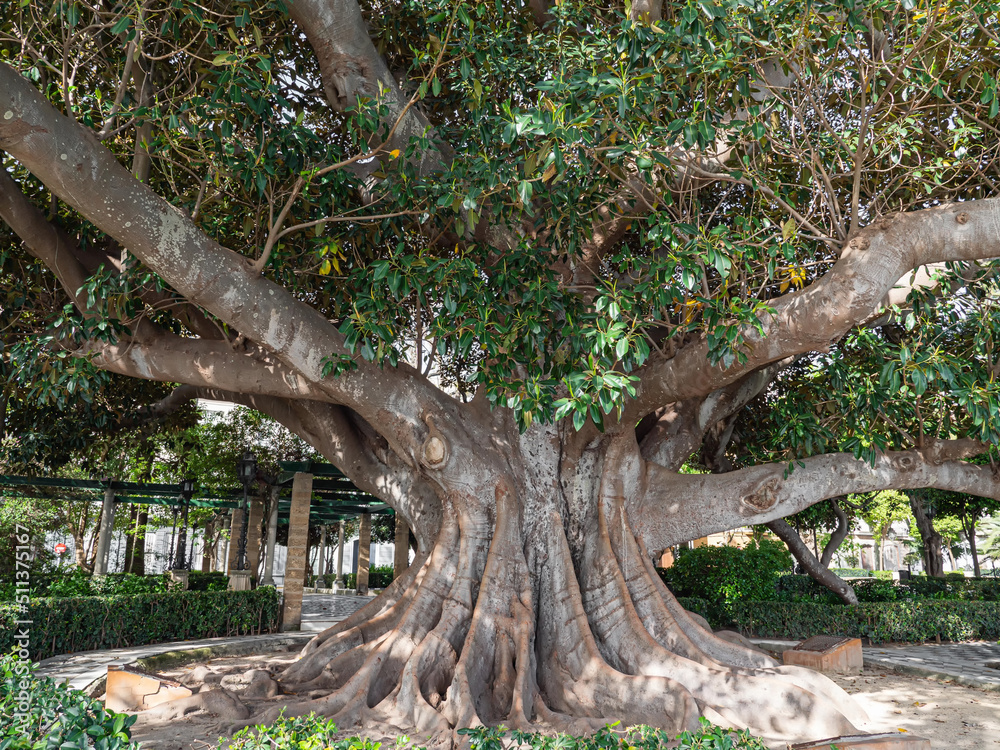 alter, großer Gummibaum in der Stadt Cadiz, Andalusien, Spanien, ficus elastica alter, großer Gummibaum in der Stadt Cadiz, Andalusien, Spanien, ficus elastica