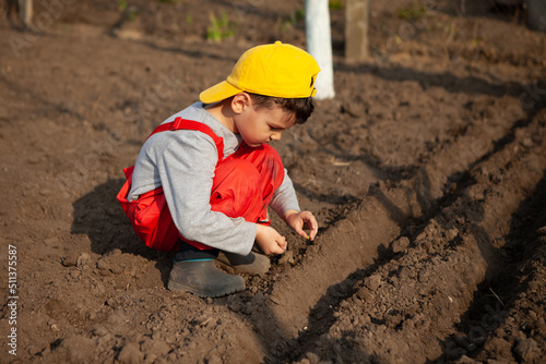 a little boy plants vegetables. the boy helps in the garden. a boy in a red jumpsuit and a yellow cap.