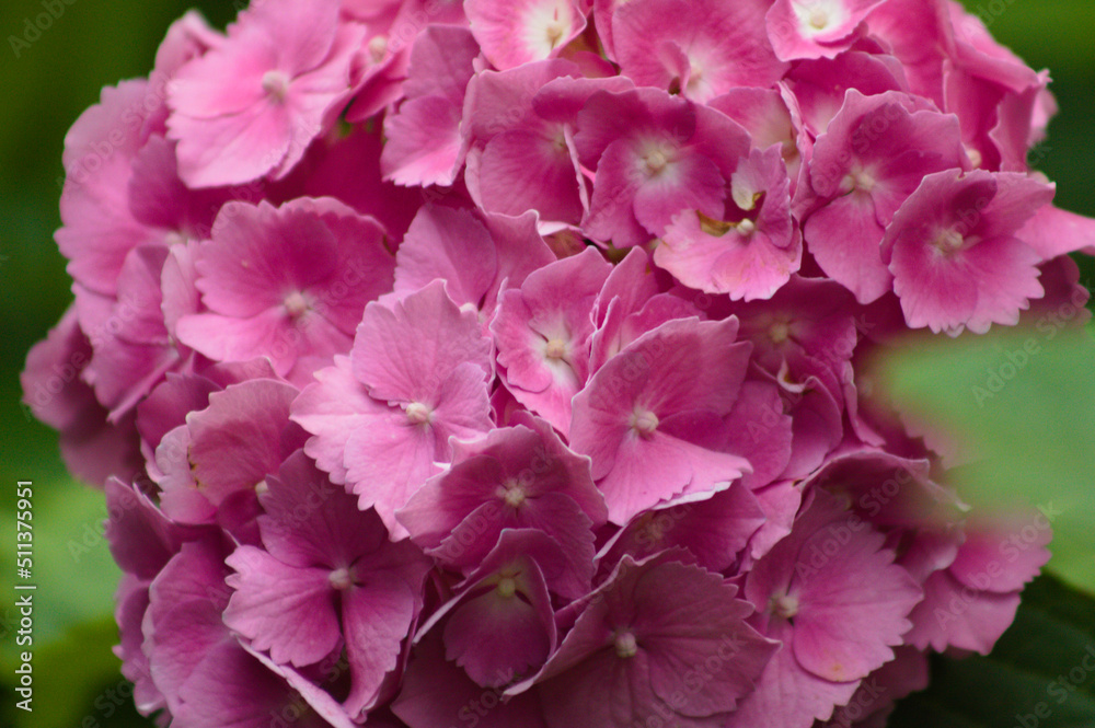 Hortensia. Closeup of bigleaf hydrangea flower with selective focus on foreground