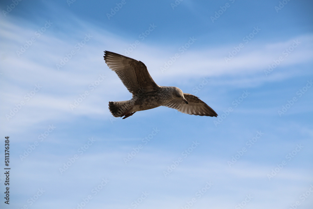 Obraz premium A Herring Gull in flight in Blackpool