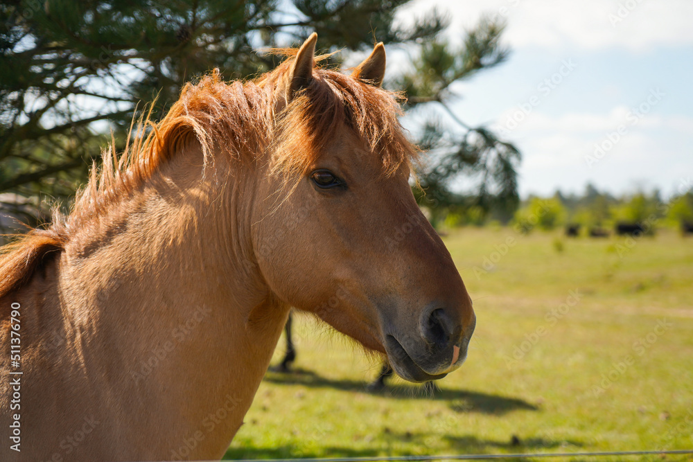 Beautiful horse on the green grass pasture and smile Beautiful horse on the green grass pasture and smile