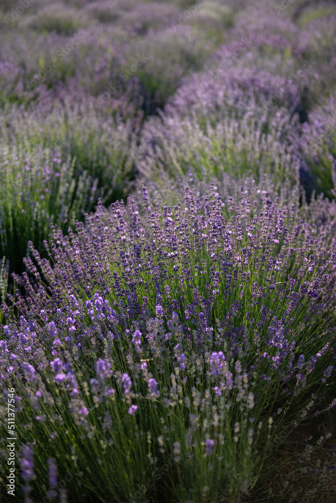 Naklejka premium Field of lavender. Provance