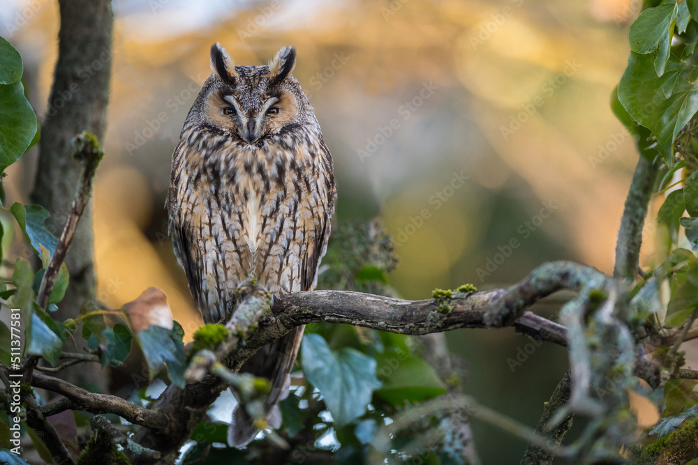 Obraz premium Hibou moyen-duc