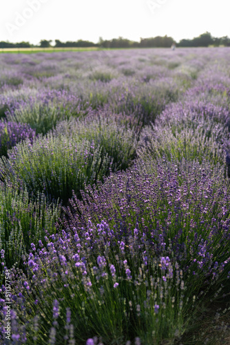 Field of lavender. Provance