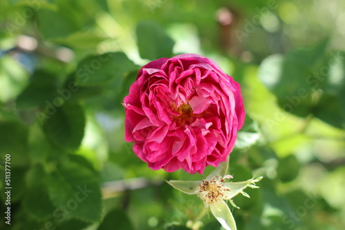 róża kwiat płatki lato rośliny różowy