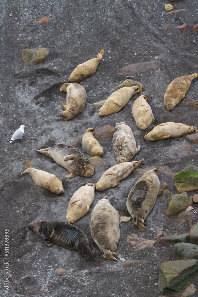 Seals Seals