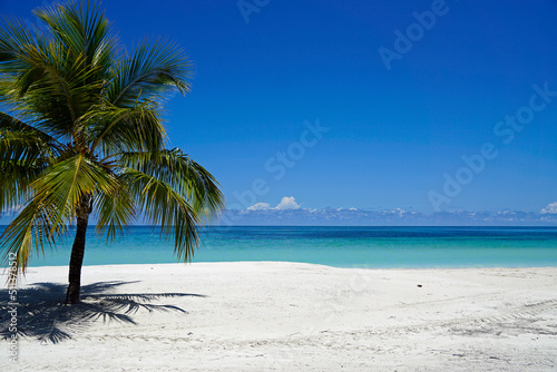 palm trees on a tropical island