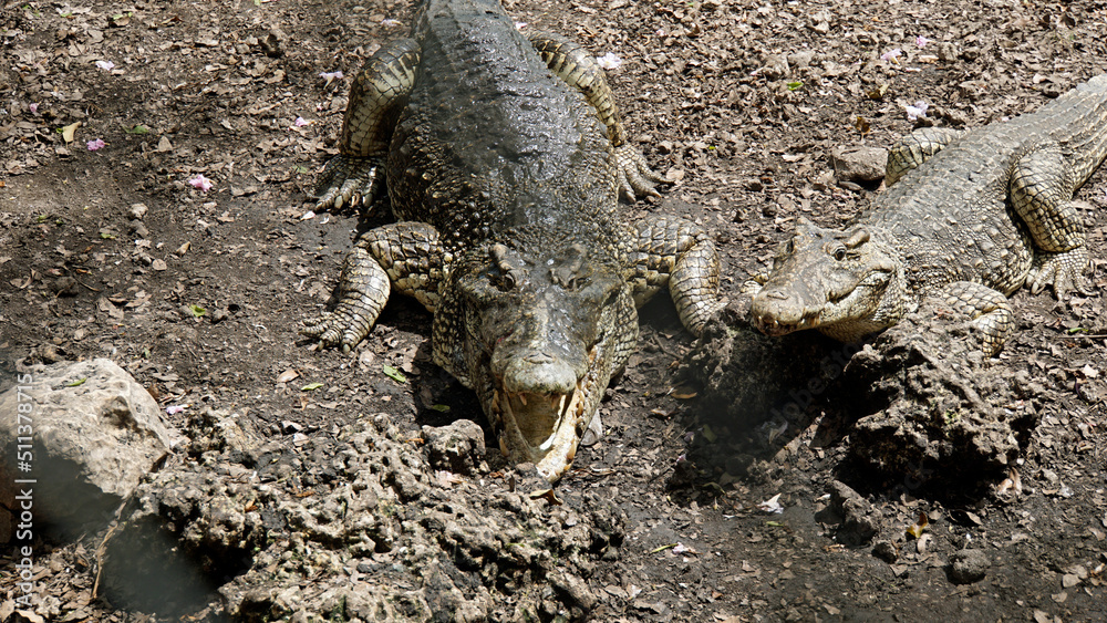 Fototapeta premium crocodiles in zapata nationalpark