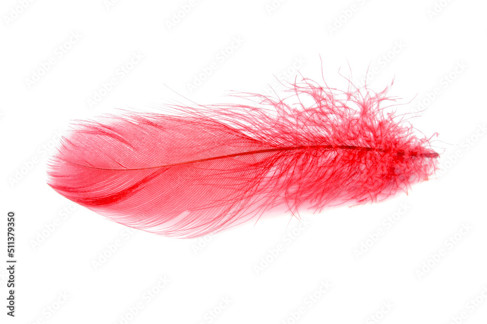 Elegant fluffy feather colorful isolated on the white background Elegant fluffy feather colorful isolated on the white background