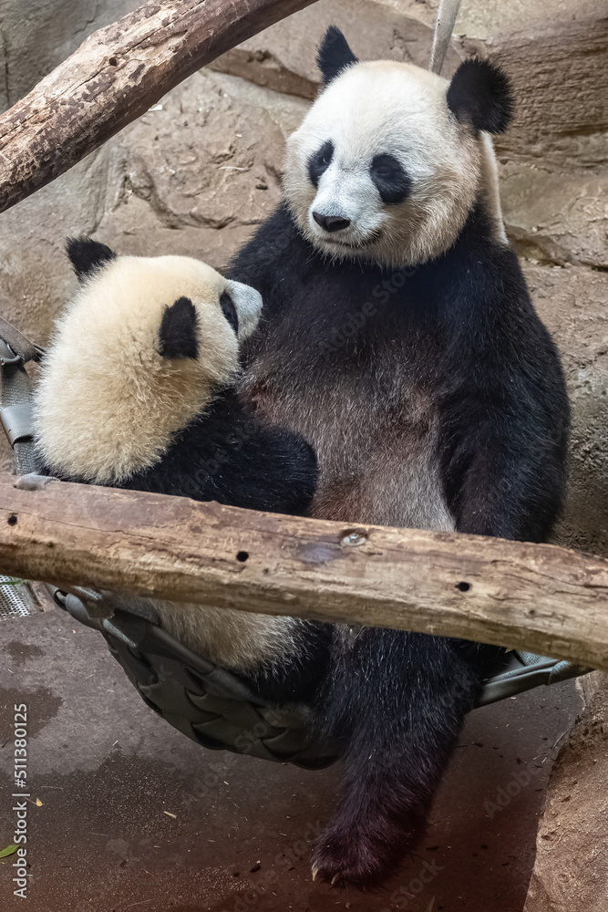 Fototapeta premium Giant pandas, bear pandas, baby panda and her mom hugging each other 