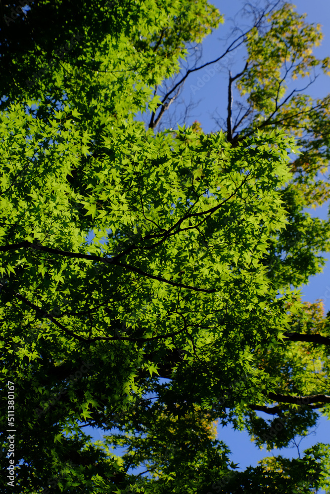 Fototapeta premium 日本楓の新緑