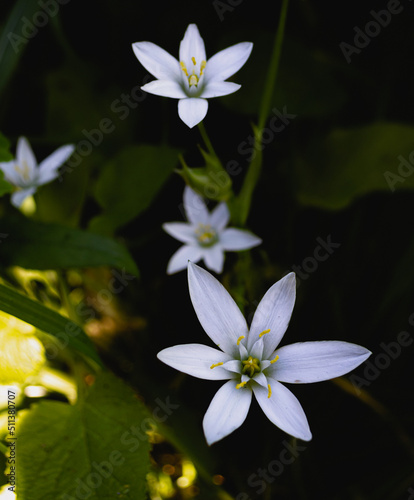 white flowers of Ornithogalum growing in the shadow