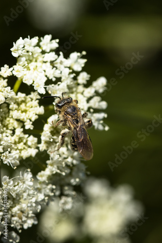 bee on a flower © Uwe