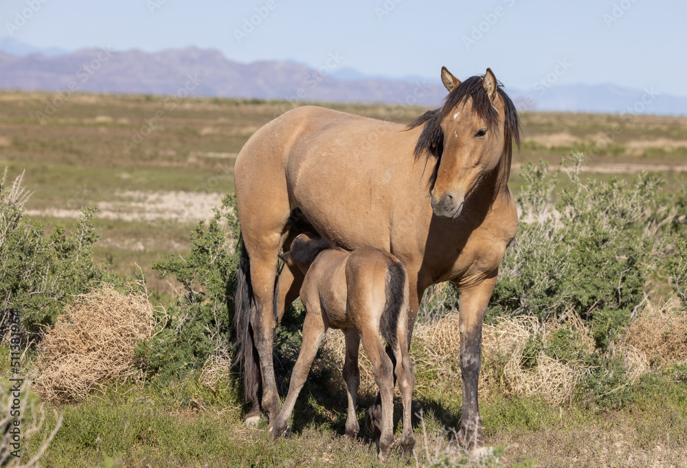 Fototapeta premium Wild Horse Mare and Foal in the Utah Desert in Spring