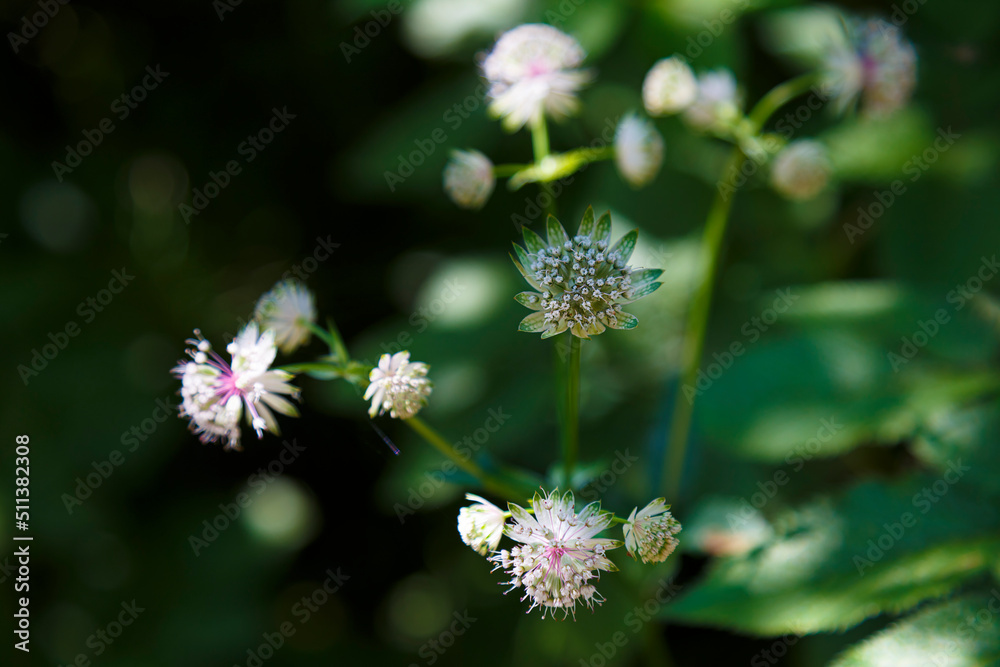 Wild white flowers in sunny meadow macro