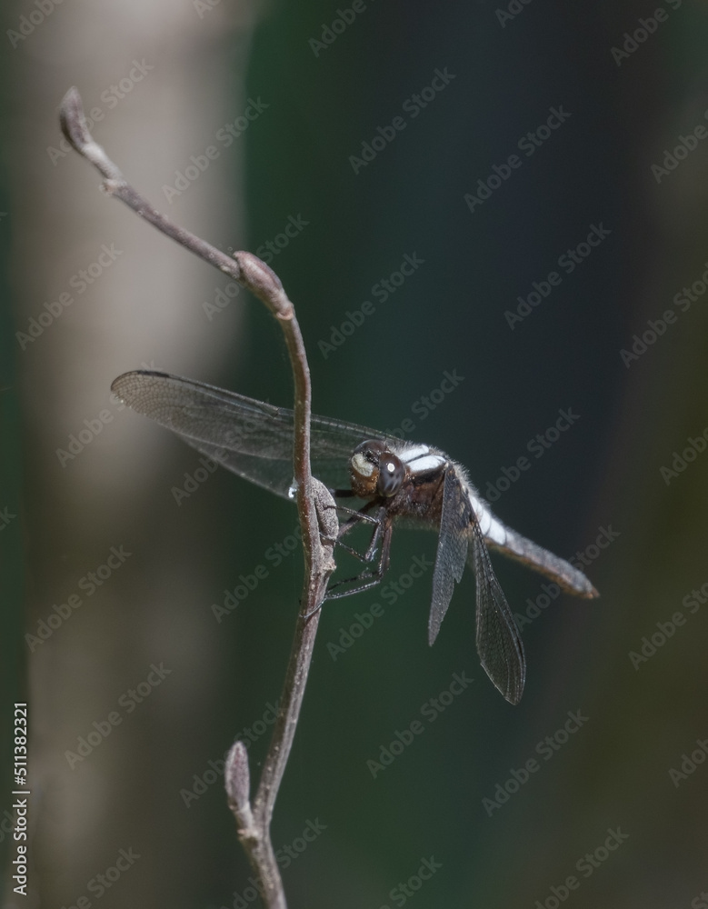 A closeup of a Chalk-fronted Corporal Dragonfly (Ladona julia) on a twig in sunlight A closeup of a Chalk-fronted Corporal Dragonfly (Ladona julia) on a twig in sunlight