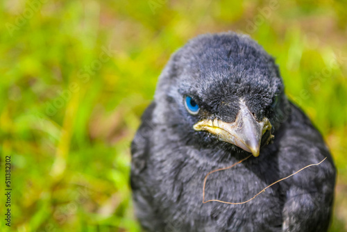 Black crow jackdaw with blue eyes sitting in green grass. photo