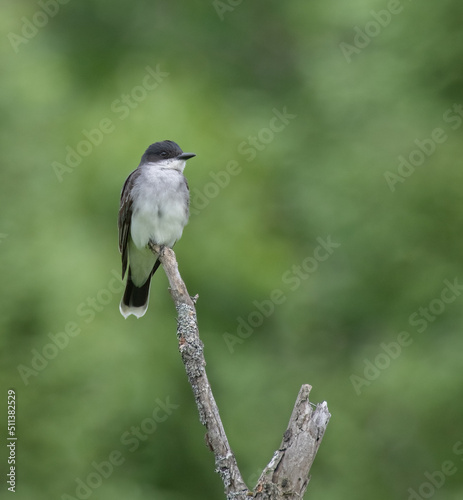 An Eastern Kingbird at the tip of a branch with green nature background