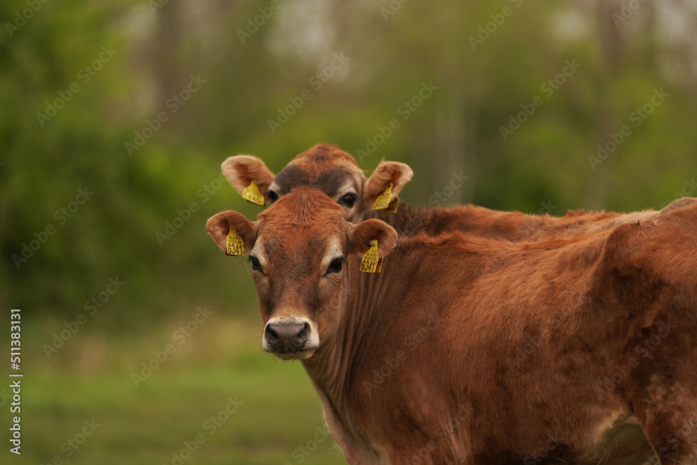 Two young cows looking at you