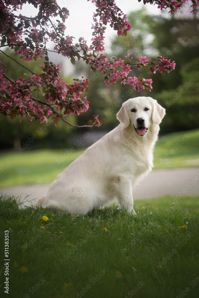 Golden Retriever dog puppy sitting in the park Golden Retriever dog puppy sitting in the park