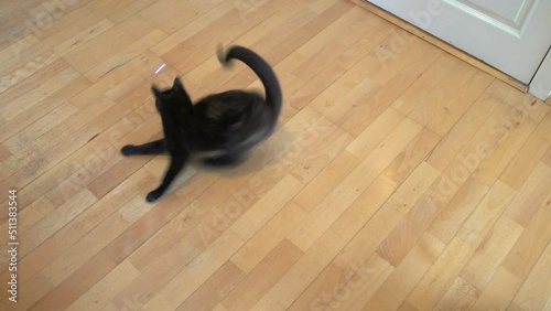 Young cat chasing laser in circles.jpg