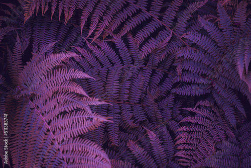 Natural purple background. Fern leaves. Dark artistic image.  Fantasy abstract leaves background. 