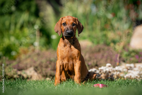 Photos rhodesian ridgeback puppy dog