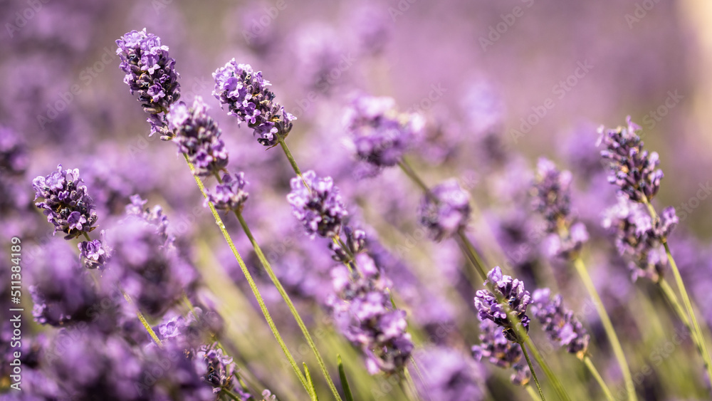 Fototapeta premium lavender flowers in region