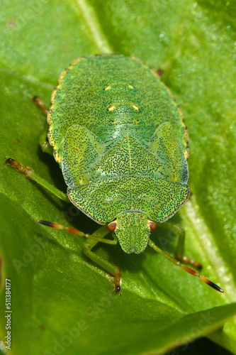 green shield bug on a leaf