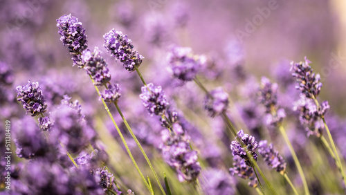 Fototapeta Naklejka Na Ścianę i Meble -  lavender flowers in region