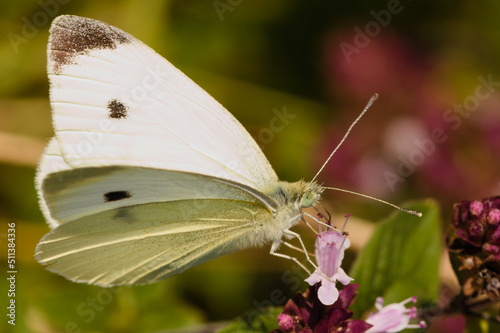 White butterfly on a flower