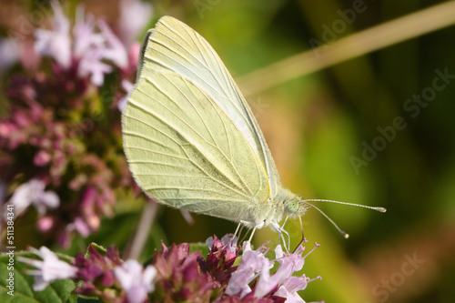 White butterfly on a flower 