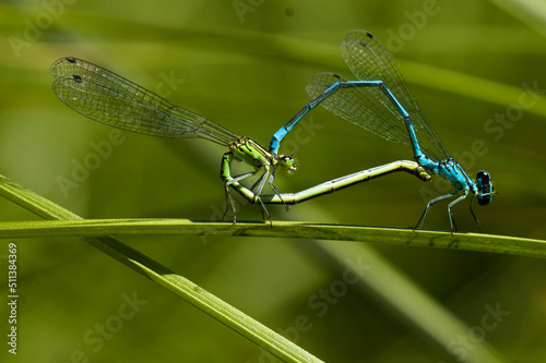 Damselfly dragonflies in loveon a grass