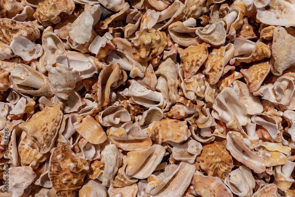 close up of sea shells close up of sea shells