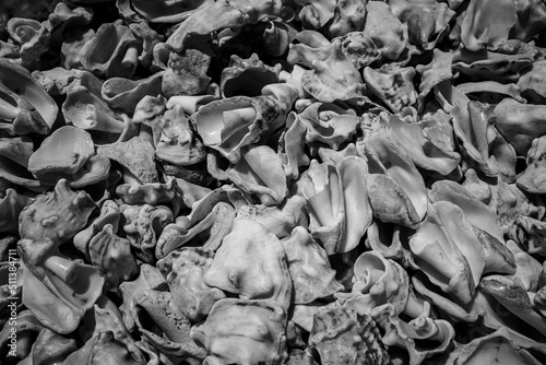 black and white sea shells © Waldemar