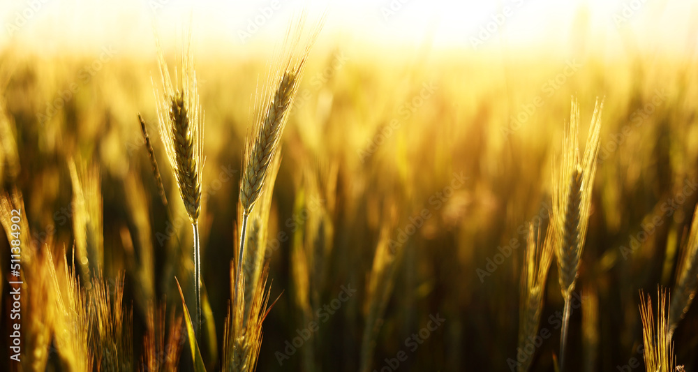 Wheat field. Ears of golden wheat close up. Beautiful Nature Sunset Landscape. Rural Scenery under Shining Sunlight. Background of ripening ears of wheat field. Wheat field. Ears of golden wheat close up. Beautiful Nature Sunset Landscape. Rural Scenery under Shining Sunlight. Background of ripening ears of wheat field.