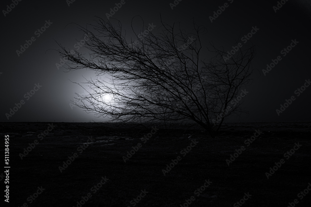 Fototapeta premium desert and tree in the night
