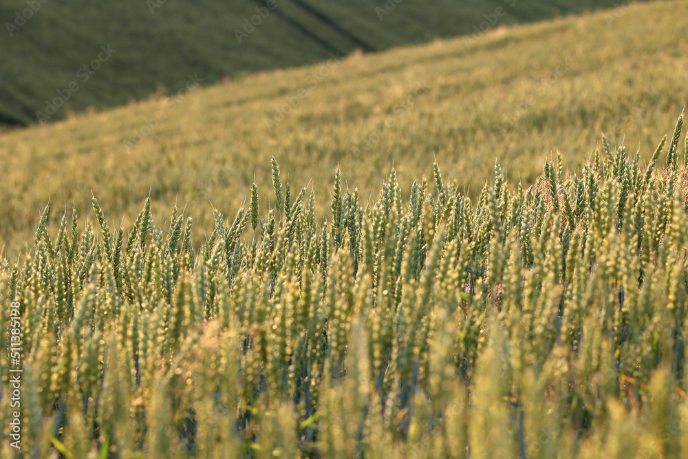 Zboże pszenica rośnie na polu na Ukrainie z którego będzie jedzenie. - obrazy, fototapety, plakaty 