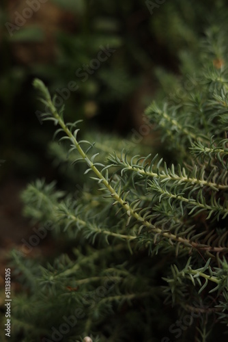 close up of tree