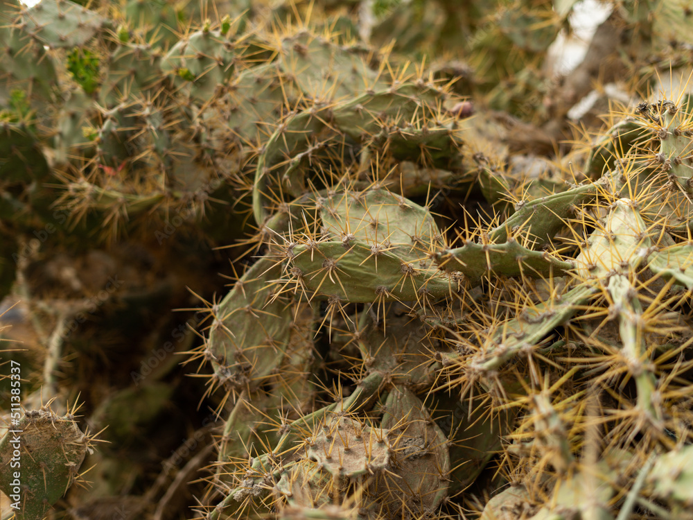 close up of cactus with millions needles close up of cactus with millions needles