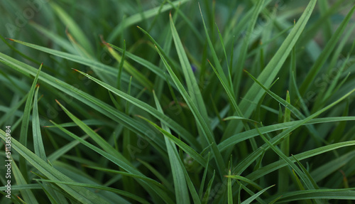 close up of fresh green grass. nature background with copy space. design template