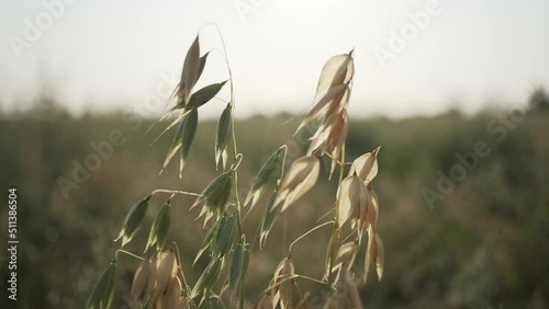 Cultivo de avena photo