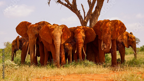A group of famous red elephants  with calfs is standing in the shadow in Tsavo East National Park in Kenya